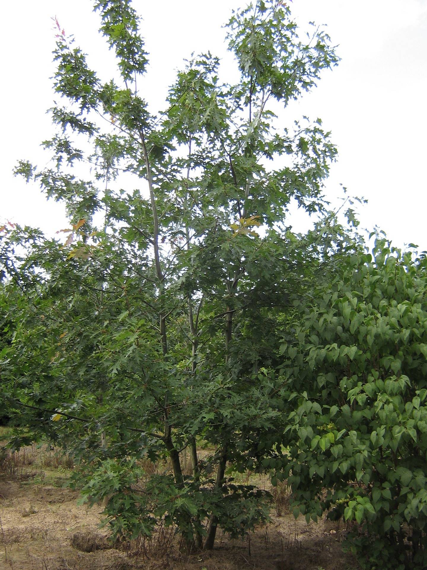 Quercus palustris_08
